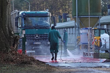 Geflügelpest wütet in Sachsen: Neuer Fall bekannt