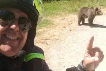 Omar filmte seinen eigenen Tod: Tourist wollte Braunbär füttern