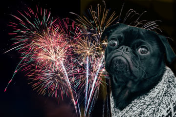 Fourth of July: How to help your dog cope with fireworks