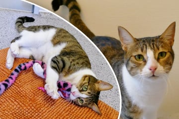 Katze hat nur einen Wunsch: Findet "Feta" ihr Happy End?