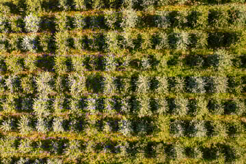 Verfolgungsjagd endet in Tannenplantage: Polizist schießt auf Autoreifen