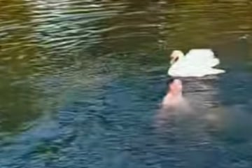 Mann wird noch vor Schwan gewarnt: Was dann passiert, musste passieren