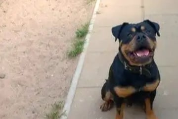 Er ist schnell frustriert und reizempfindlich: Wer gibt Hund Spike eine Chance?