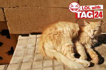 Joke of the Night for May 24, 2025: An cat silly to make you smile for Caturday