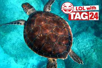 Joke of the Night for April 6, 2026: Swimming with silly