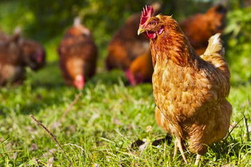 Hühner spazieren täglich durch Wohngebiet: Was sie suchen, ist wahrhaft rührend