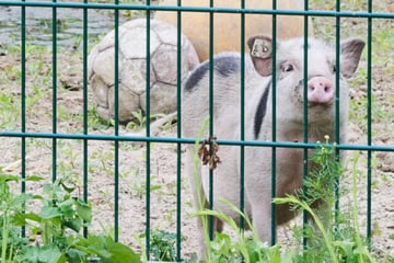 Kein Schwein im 4. Stock: Gericht verbietet Haltung in Berliner Altbau