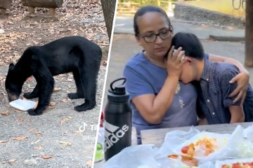 Bär verwüstet Familien-Picknick, doch Mutter reagiert goldrichtig
