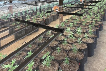 Polizei hat den richtigen Riecher und entdeckt riesige Cannabis-Plantage