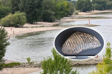 Mammut-Hammer am Rhein: Düsseldorfer findet uralten Zahn