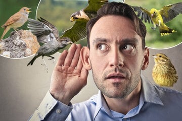 Die Vogelbestände gehen zurück! In Sachsen wird immer seltener gezwitschert