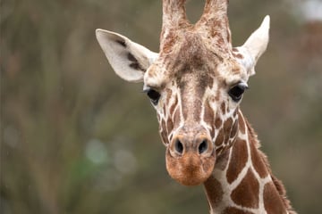 Mit nur zwei Jahren: Giraffenbulle Tilodi verstirbt in der Wilhelma