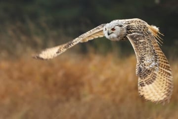 So groß wie ein Mensch? Das ist die größte Eule der Welt
