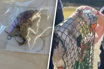 Happy End nach drei Tagen: Gans hält Polizei, Feuerwehr, Ordnungsamt und Jäger auf Trab