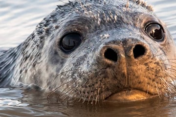 Robben-Sterben in der Ostsee: Warum verenden so viele Tiere?