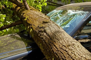Baum stürzt um! Zufall rettet Ehepaar in Sachsen vor schlimmen Unglück