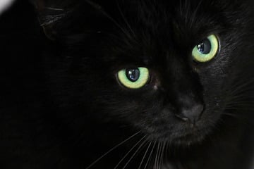 Anwohner hörten ihre verzweifelten Schreie: Katze durch Tierfalle verletzt