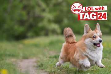 Joke of the Night for September 11, 2025: A dog joke to make you smile