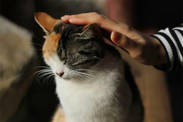 Why don't cats like to be petted backwards?