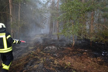 Nach Waldbrand in der Altmark: Polizei sucht Zeugen