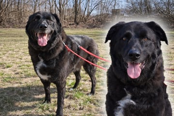 Halter haben kein Geld mehr für Hund: Findet Leopold trotzdem sein Happy End?
