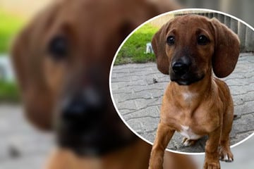 Süßer Welpe sucht Zuhause, doch darum ist Zazu nur schwer zu vermitteln