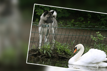 Blutige Hundeattacke auf Schwan in Köln: Tierschützer mit dringendem Appell