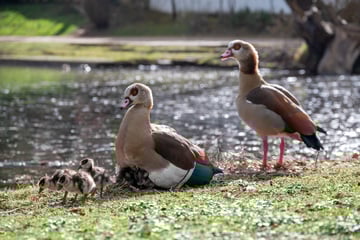 Aggressive Nilgänse zurück am Prinzenteich: Stadt verhängt Fütterungsverbot