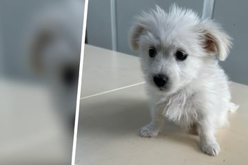 Zu früh von seiner Mutter getrennt: Zöllner retten jungen Hundewelpen
