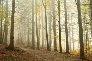 Frau geht allein im Wald spazieren - dann kommt es zu schrecklichen Szenen