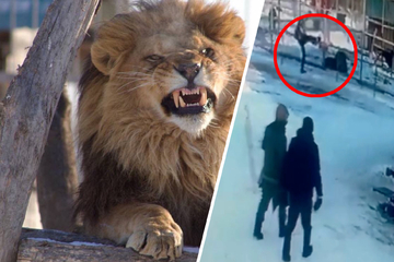 Betrunkene Russin will Löwen im Zoo streicheln und klettert über Zaun - Mit fatalen Folgen