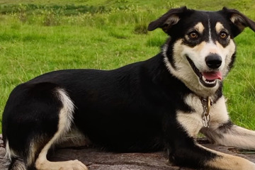 Der wohl teuerste Hund der Welt: Ehepaar zahlt für diesen Vierbeiner eine Rekordsumme