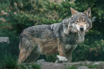 Kleiner Junge bei Grillfest von Wolf bedroht: Familienhündin wird zur tragischen Heldin