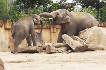Zuckersüße Szenen: Junger Elefant im Leipziger Zoo darf mit den großen Bullen spielen