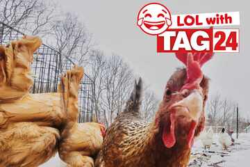 Joke of the Day for August 11, 2025: A clucking funny to make you chuckle