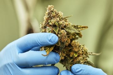 Verkehrskontrolle eskaliert: Polizei entdeckt Drogenplantage in Wohnung!
