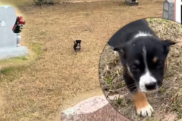 Welpen auf Friedhof ausgesetzt: Was die Retter dort sehen, bricht ihnen das Herz