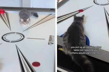 Cats take over air hockey table to compete in epic showdown!