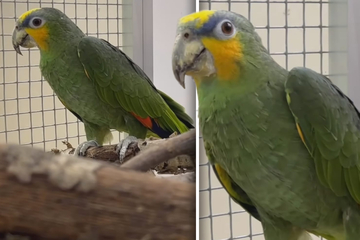 Gesprächiger Papagei ist "sehr, sehr, sehr unglücklich" im Tierheim: DAS fehlt ihm