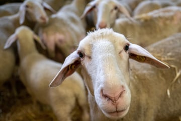 Vorsicht, Tiere auf der Autobahn! Entlaufene Schafherde sorgt für Vollsperrung