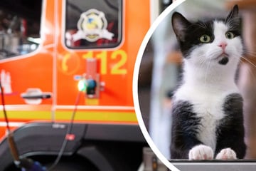 Hamburg: Dramatischer Einsatz: Acht Katzen in brennender Wohnung gefangen, nicht alle überleben