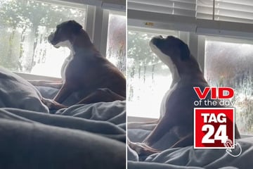 Viral Video of the Day for August 1, 2025: Dog belts out high notes to distant sirens!