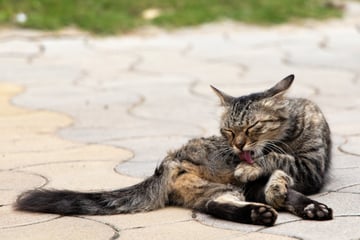 Why do cats groom and lick themselves?
