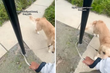 Leine verheddert sich um Straßenlaterne - die Reaktion des Golden Retrievers erheitert so viele