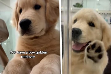 Was dieser süße Golden Retriever tut, als sein Frauchen duscht, zaubert vielen ein Lächeln ins Gesicht