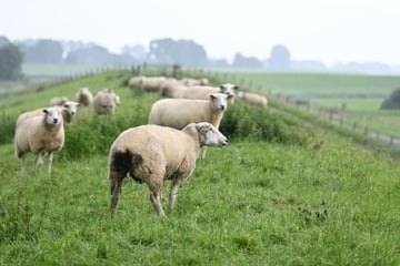 Mehrere Tiere verletzt: Polizei sucht nach Zeugen