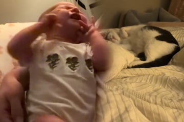 Mutter traut nach Geburt von Tochter ihren Augen kaum: Katze will Baby säugen