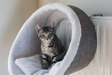 Heizungsliegen für Katzen: 5 kuschelig warme Schlafplätze