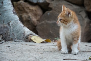 Katze in Mittelhessen erschossen und liegen gelassen: Polizei ermittelt!