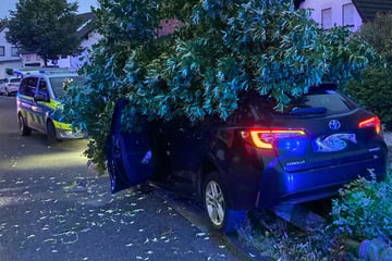 26-Jähriger pennt am Steuer ein: Kurz darauf wird Auto unter einem Baum begraben